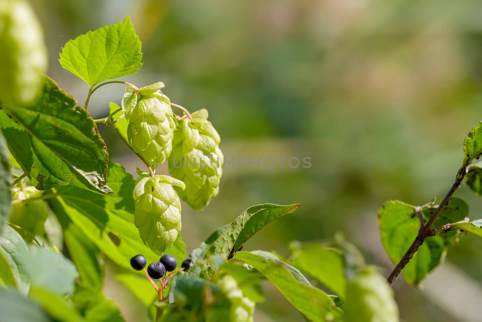 Female flowers of Humulus lupulus, also called hops, in the forest under the warm sun