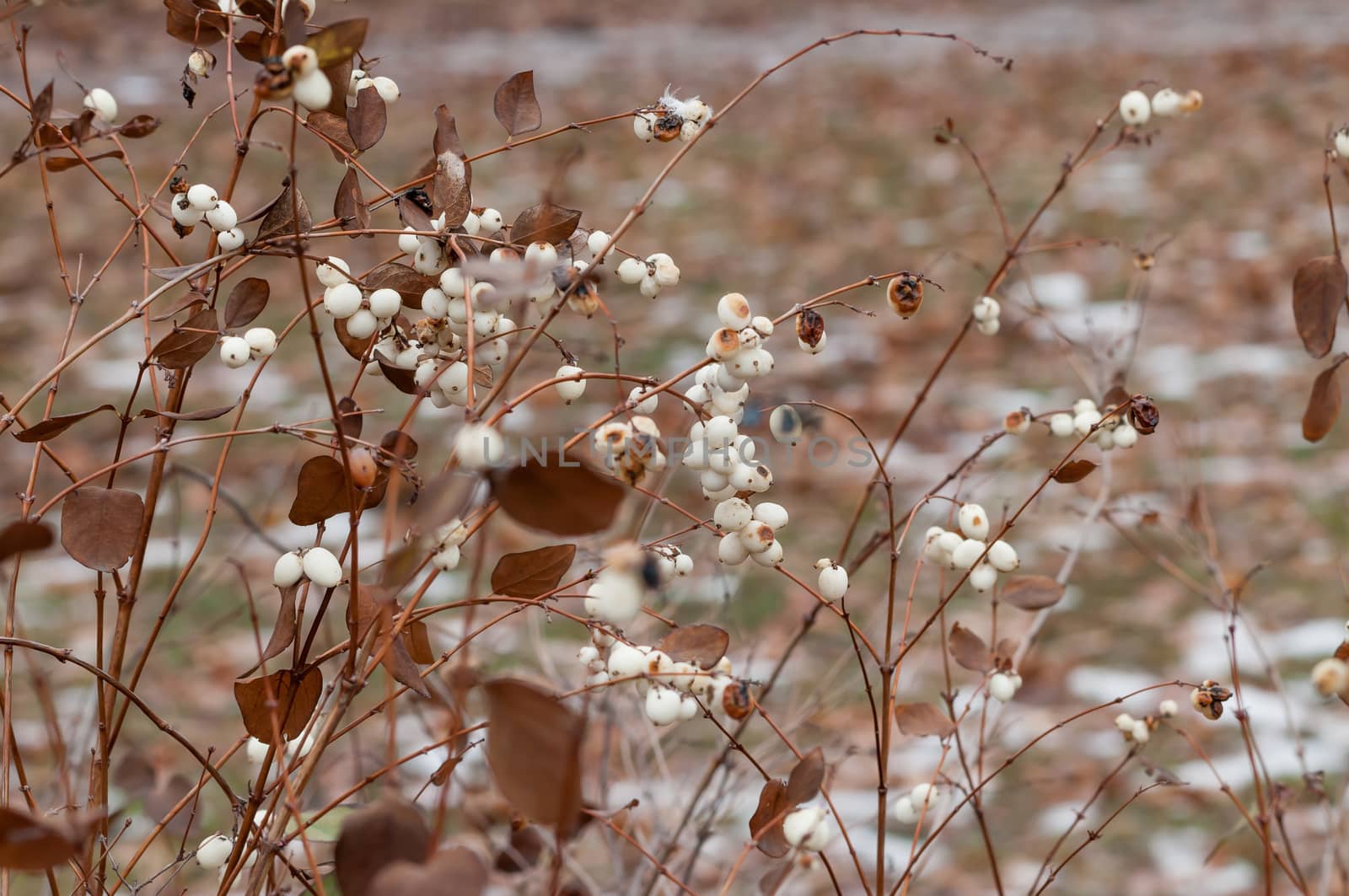Snowberry bush with white fruits in winter