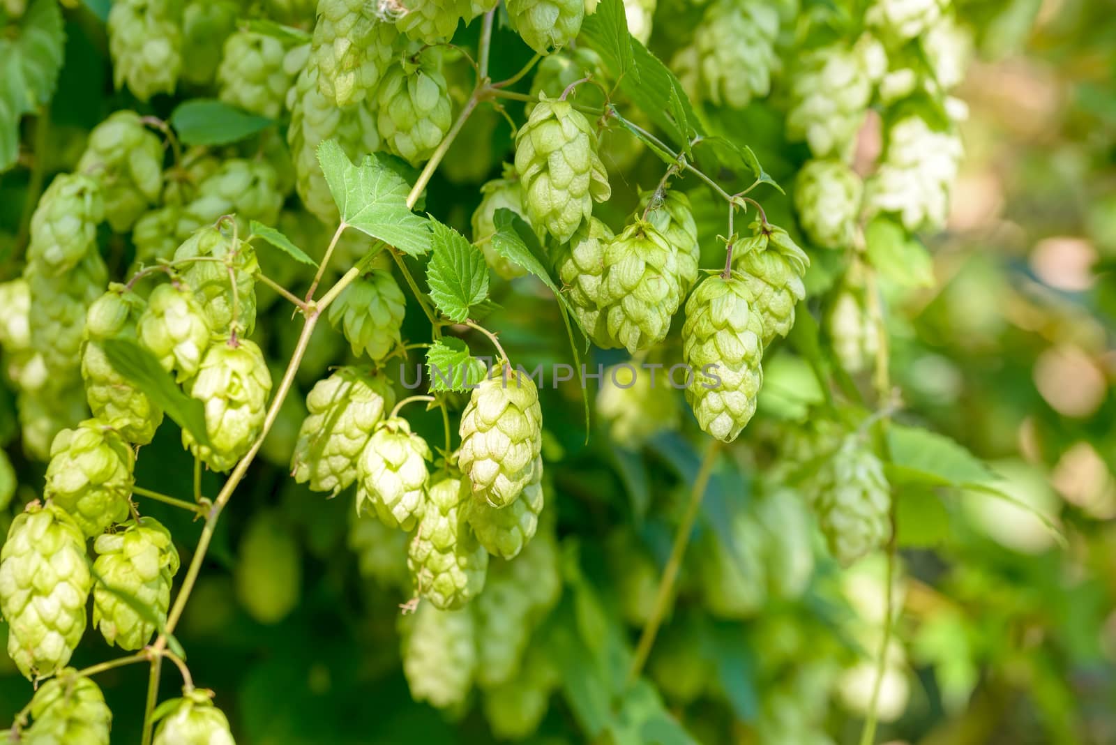 Humulus Lupulus Flowers, Also Called Hops by MaxalTamor