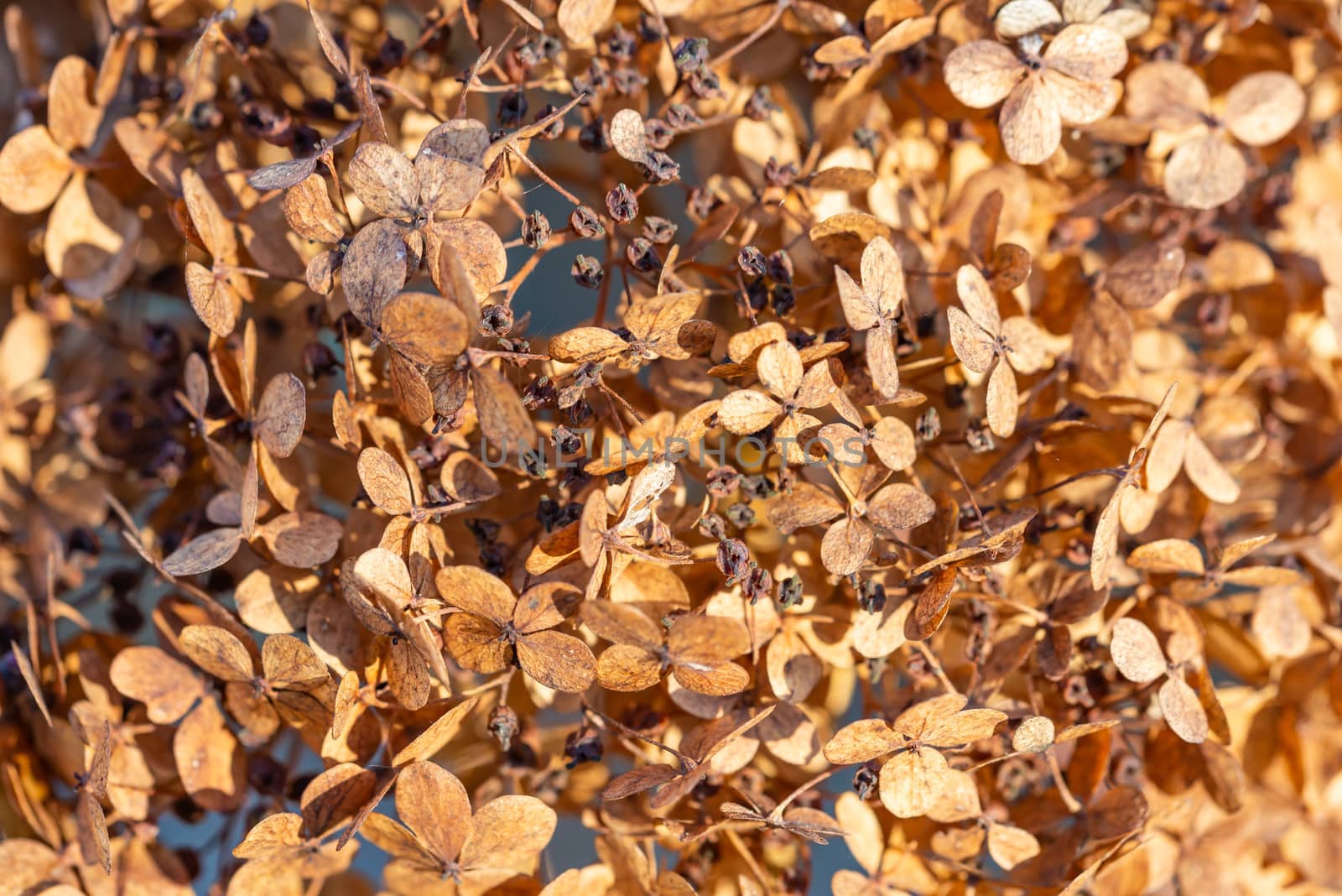 Closeup of a dry Hydrangea paniculata, also known as hortensia, in autumn