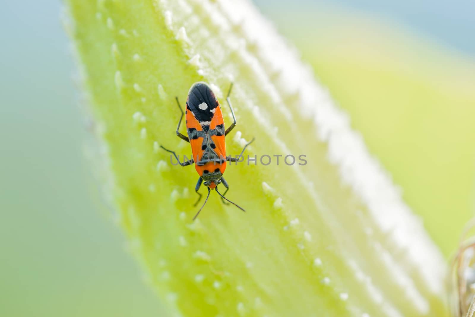 Black and red Firebug or Pyrrhocoris apterus on a Fruit of Asclepias Syriaca also called Milkweed