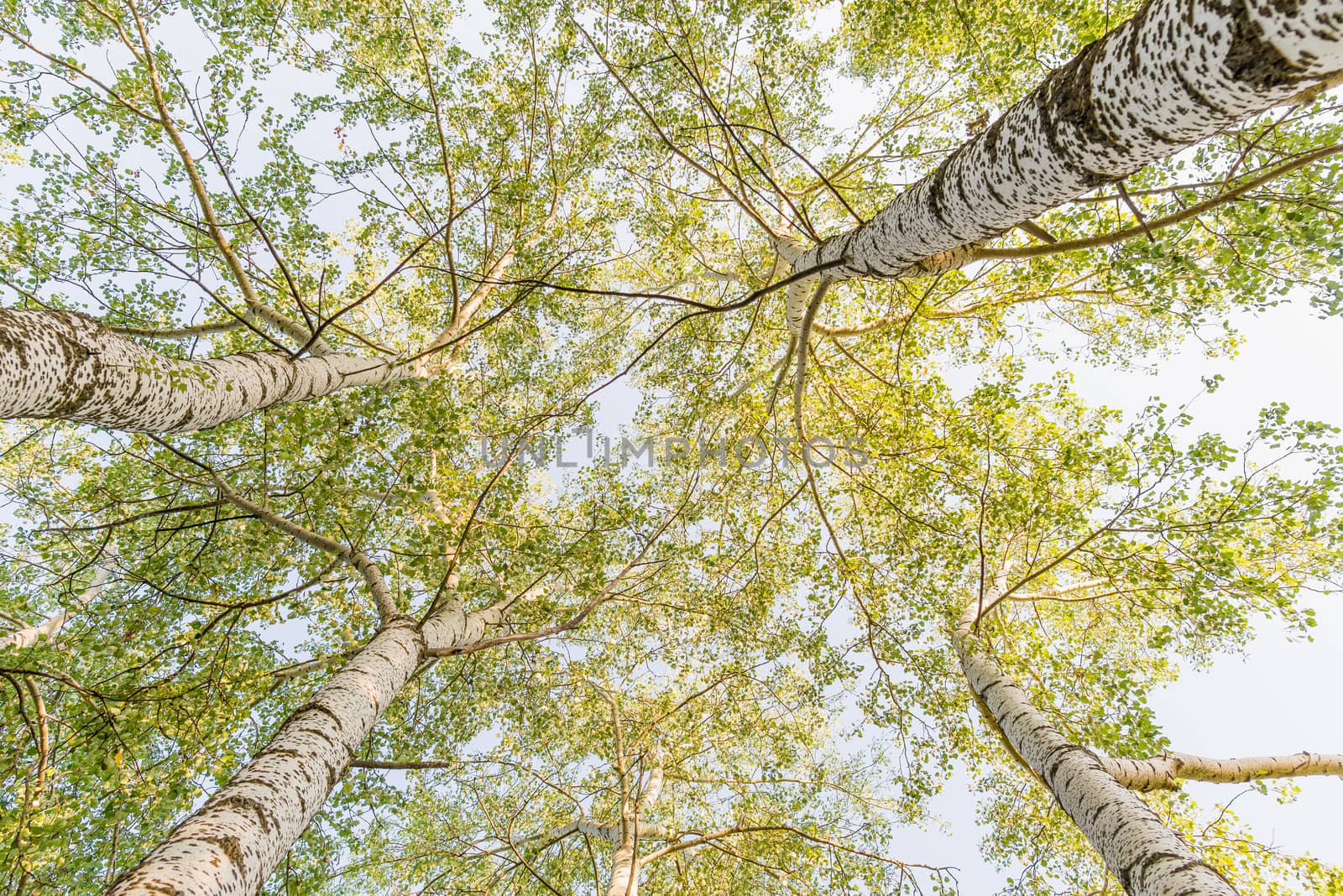 Looking up to the sky in a birch forest at the end of summer