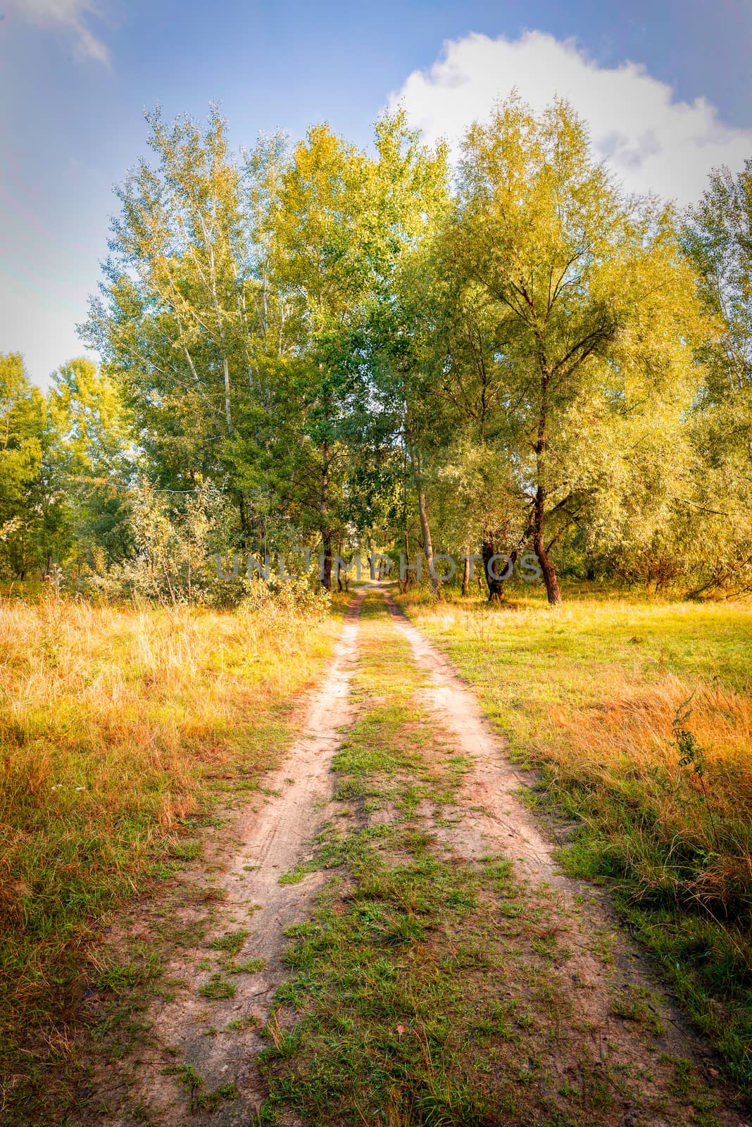 A trail leads to a group of trees. It is the end of summer and the leaves are turning to yellow