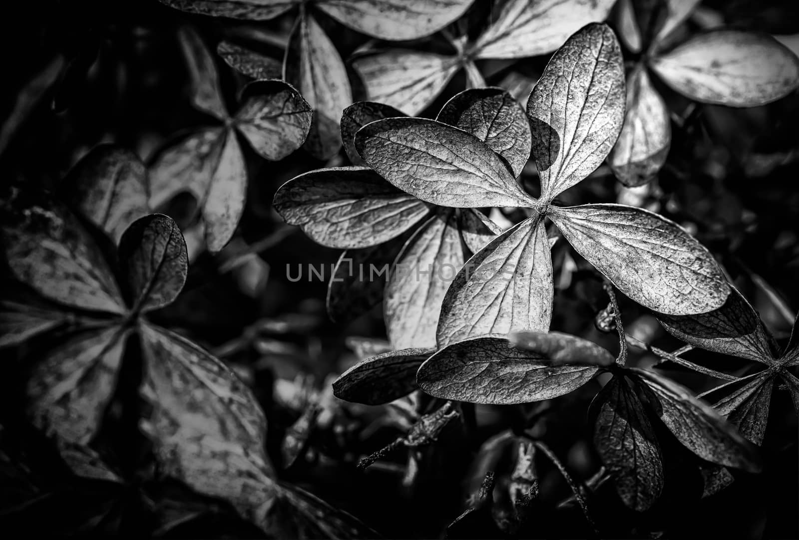 Closeup of a dry Hydrangea paniculata, also known as hortensia, in autumn