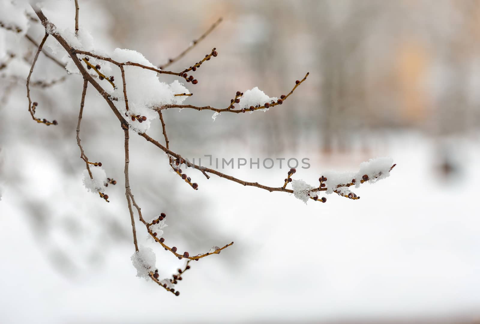 Elm branch with snow in winter by MaxalTamor