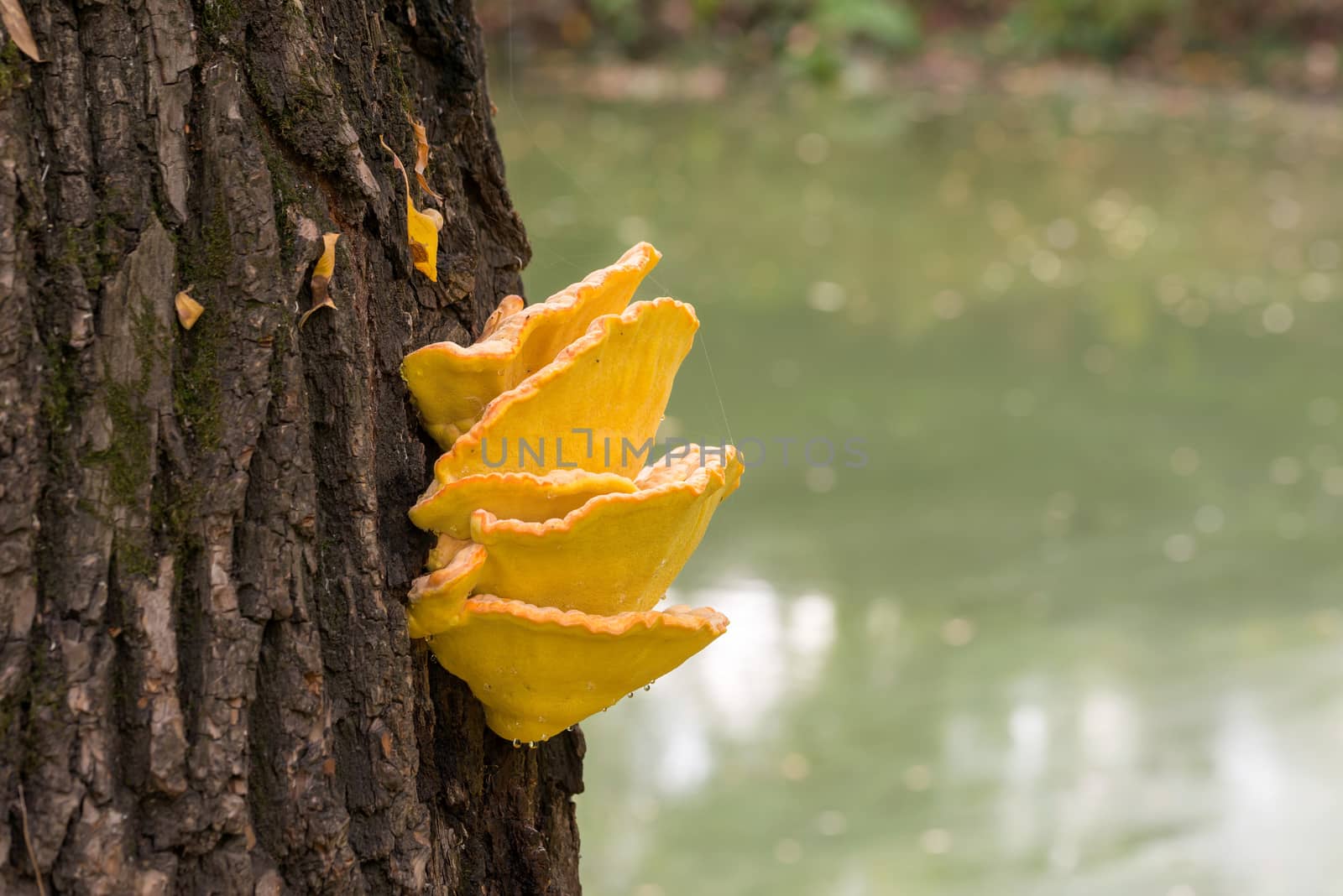 Chicken of the Woods by MaxalTamor