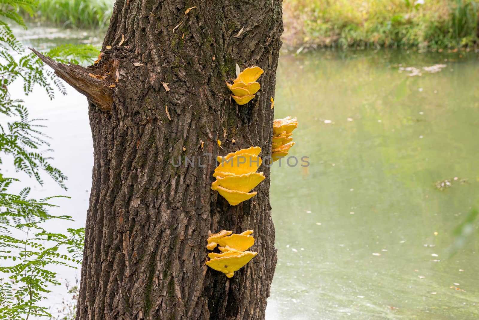 Laetiporus sulphureus mushroom growing on a tree trunk near the Dnieper river in Kiev, Ukraine