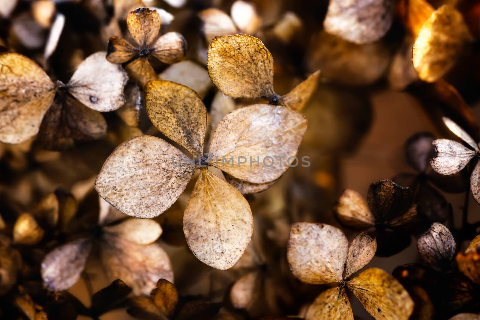 Closeup of a dry Hydrangea paniculata, also known as hortensia, in autumn