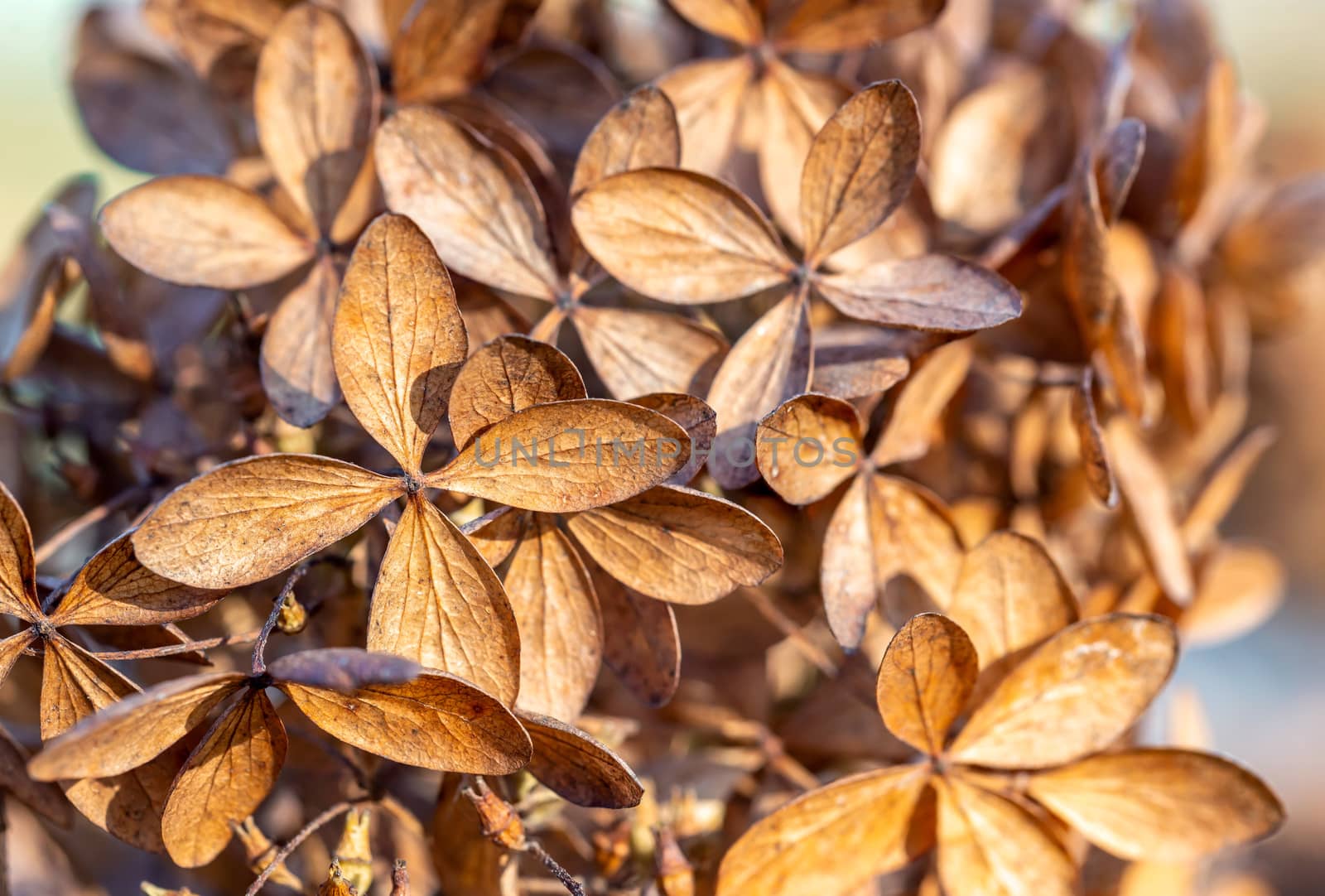 Dry Hydrangea paniculata by MaxalTamor