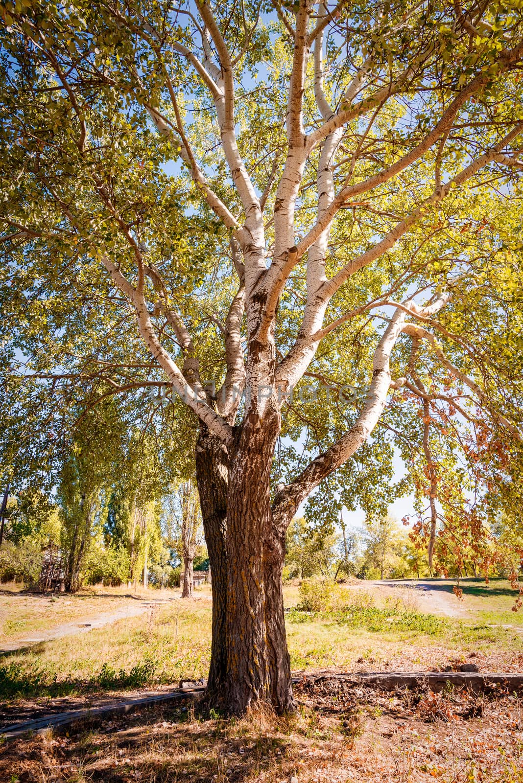 Big White Poplar in the Park by MaxalTamor