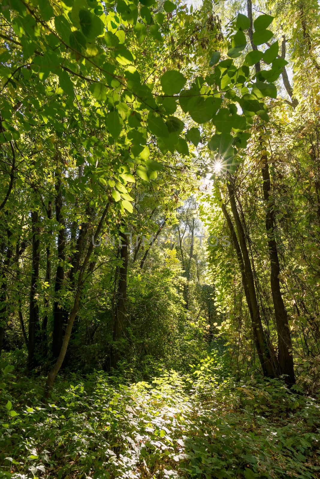 Inextricable and luxuriant green autumn forest in a sunny day