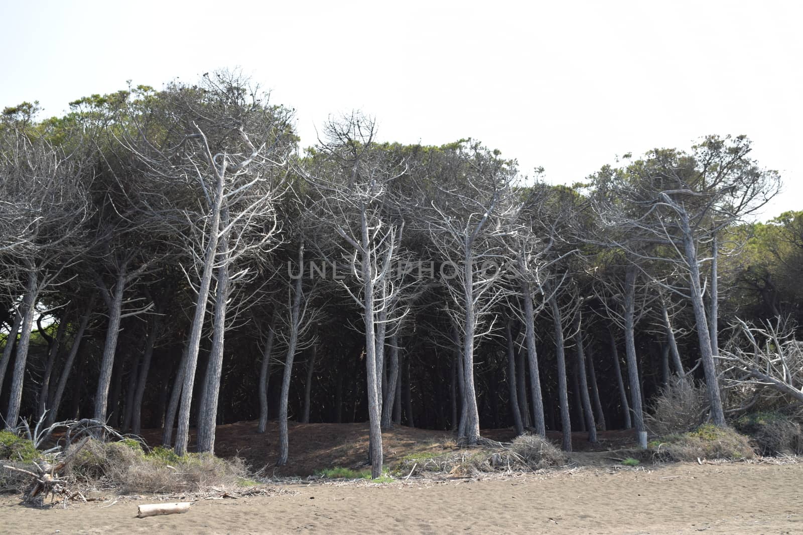 Pine trees and pinewood forest on the seaside, Beach and sea of Marina di Cecina, Maremma, Tuscany, Italy, Europe