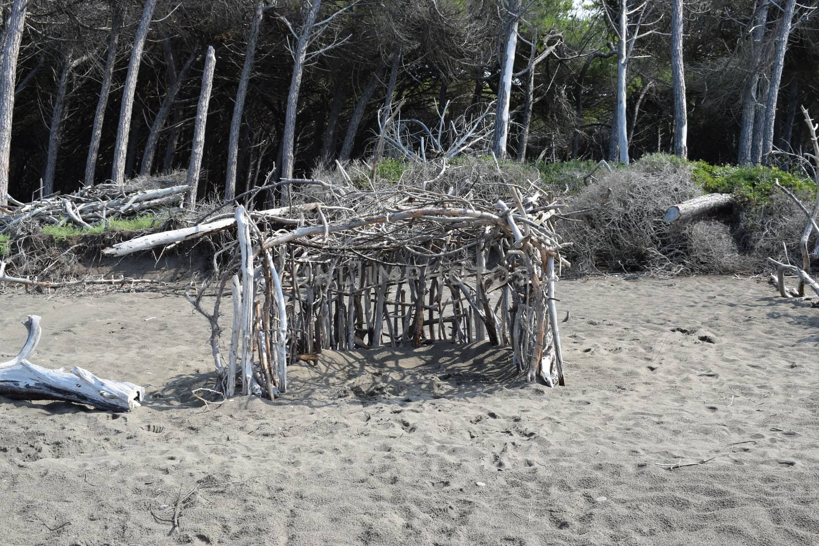 Wood construction on the beach in the pine trees and pinewood forest on the seaside, Beach and sea of Marina di Cecina, Maremma, Tuscany, Italy, Europe