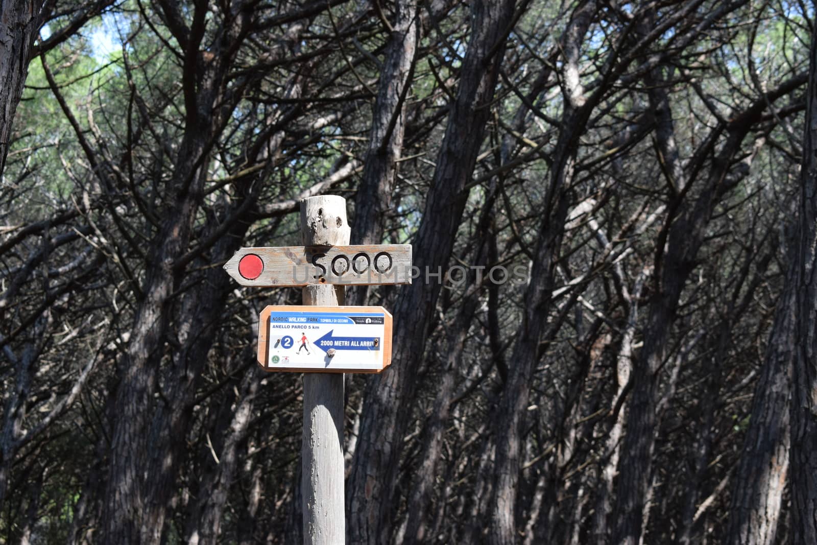 Sign in the pine trees and pinewood forest on the seaside, Beach and sea of Marina di Cecina, Maremma, Tuscany, Italy, Europe
