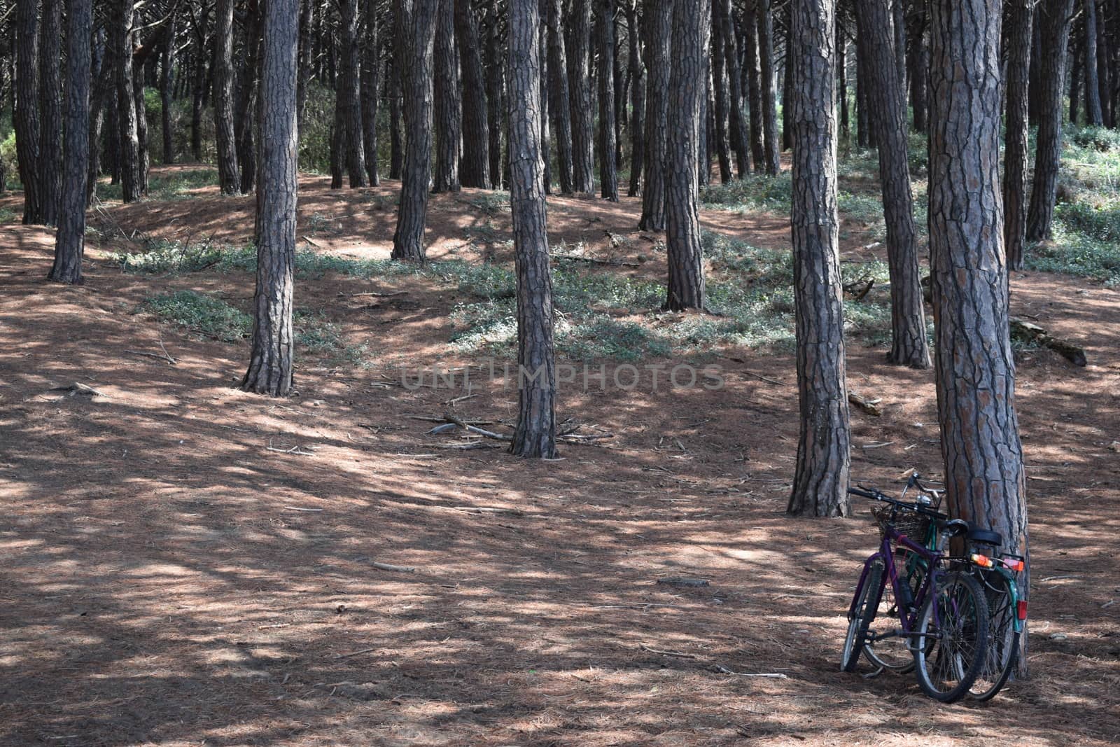 Bicycles in the pine trees and pinewood forest on the seaside, Beach and sea of Marina di Cecina, Maremma, Tuscany, Italy, Europe