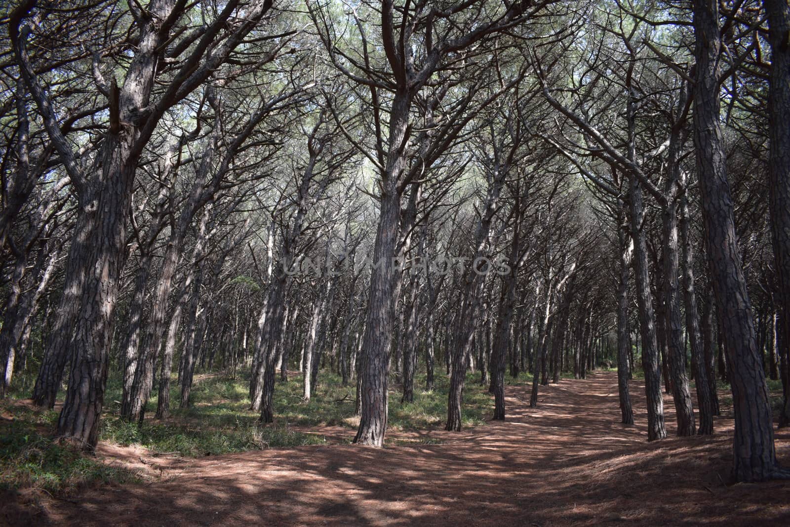 Pine trees and pinewood forest on the seaside, Beach and sea of Marina di Cecina, Maremma, Tuscany, Italy, Europe