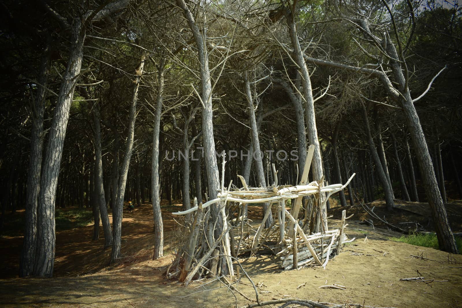 Wood construction, Pine trees and pinewood forest on the seaside, Beach and sea of Marina di Cecina, Maremma, Tuscany, Italy, Europe