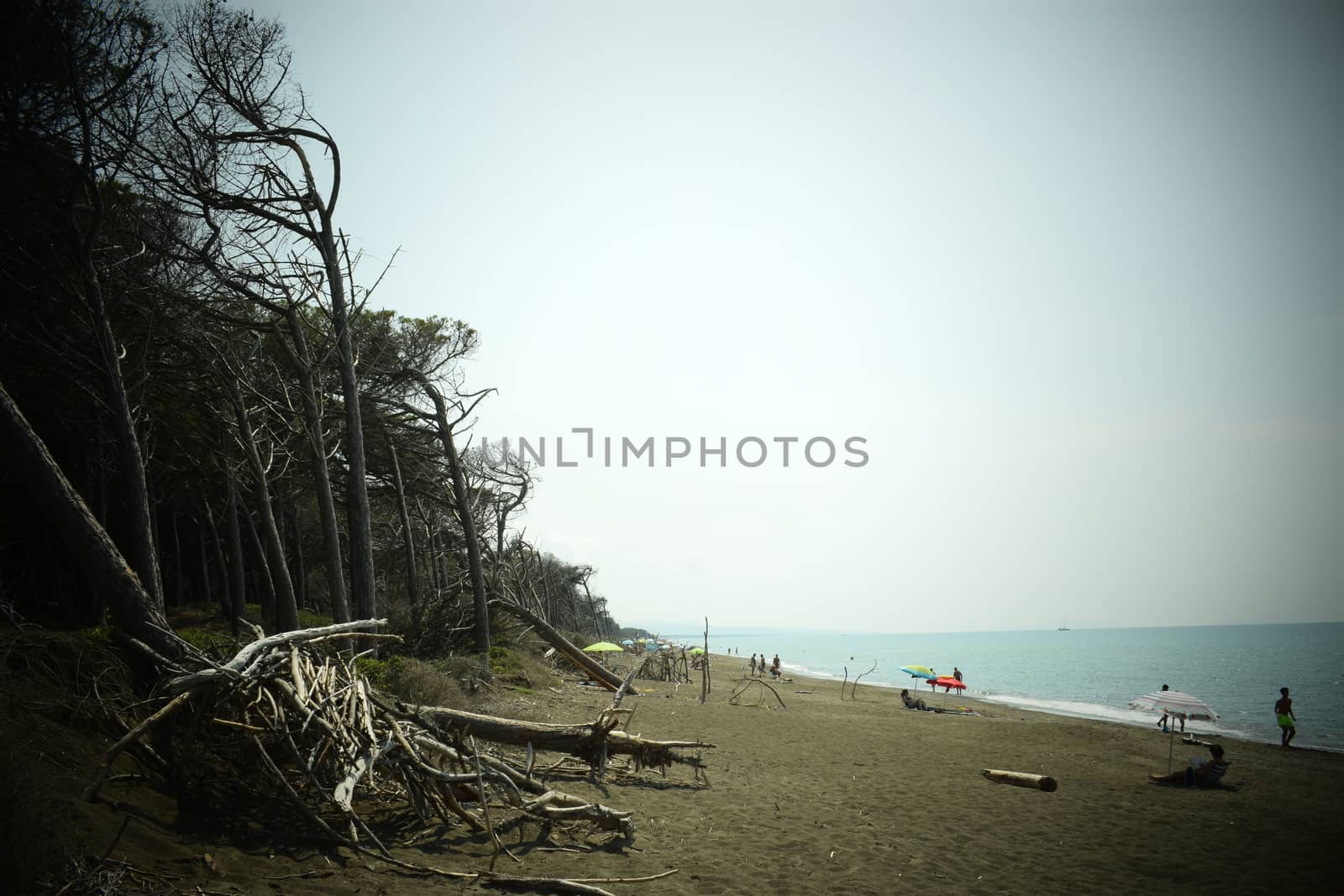 Pine trees and pinewood forest on the seaside, Beach and sea of Marina di Cecina, Maremma, Tuscany, Italy, Europe by matteobartolini