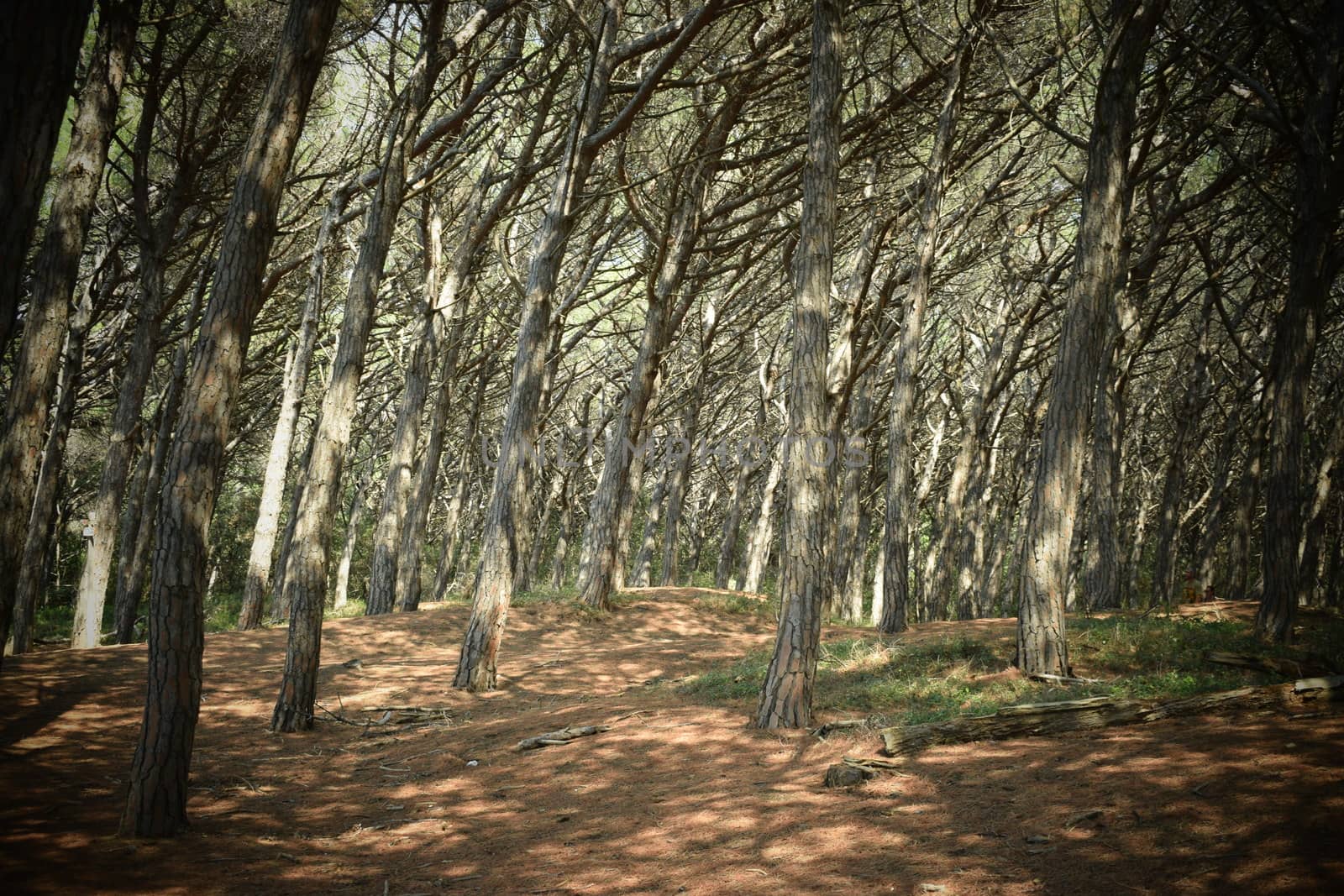 Pine trees and pinewood forest on the seaside, Beach and sea of Marina di Cecina, Maremma, Tuscany, Italy, Europe