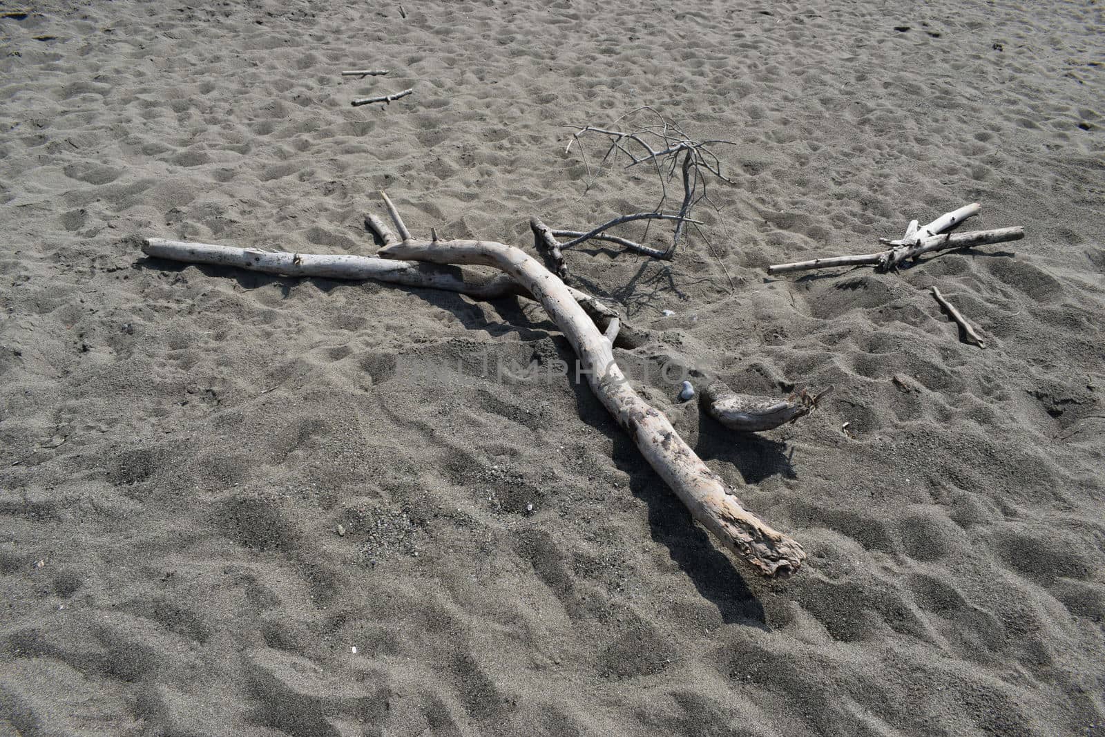 Death tree on the beach of Marina di Cecina, Maremma, Tuscany, Italy, Europe by matteobartolini