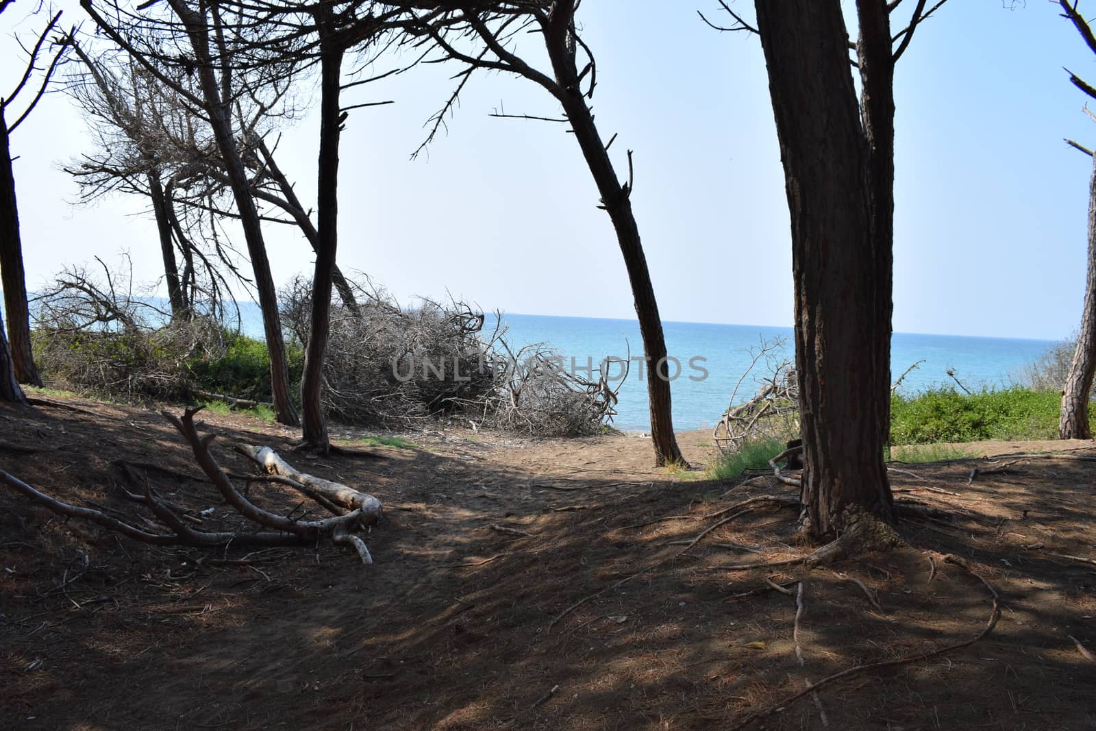 Pine trees and pinewood forest on the seaside, Beach and sea of Marina di Cecina, Maremma, Tuscany, Italy, Europe