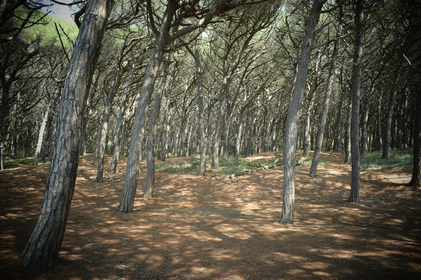 Pine trees and pinewood forest on the seaside, Beach and sea of Marina di Cecina, Maremma, Tuscany, Italy, Europe by matteobartolini