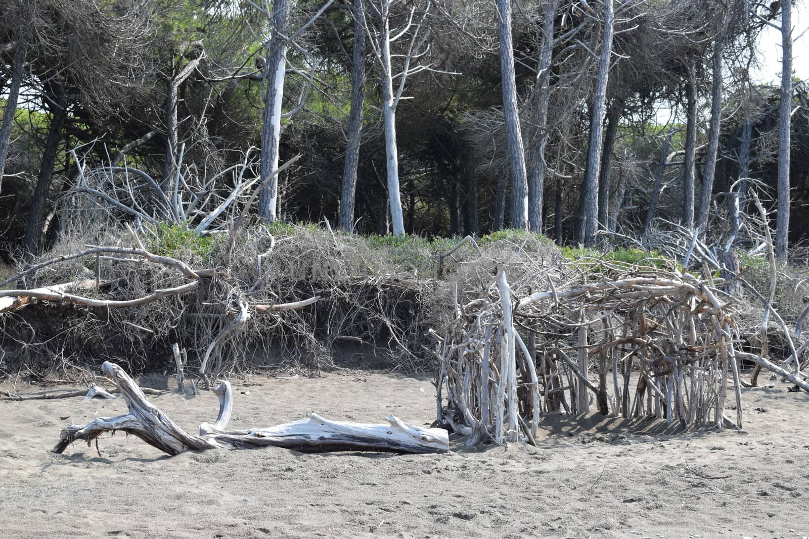 Wood construction on the beach in the pine trees and pinewood forest on the seaside, Beach and sea of Marina di Cecina, Maremma, Tuscany, Italy, Europe by matteobartolini