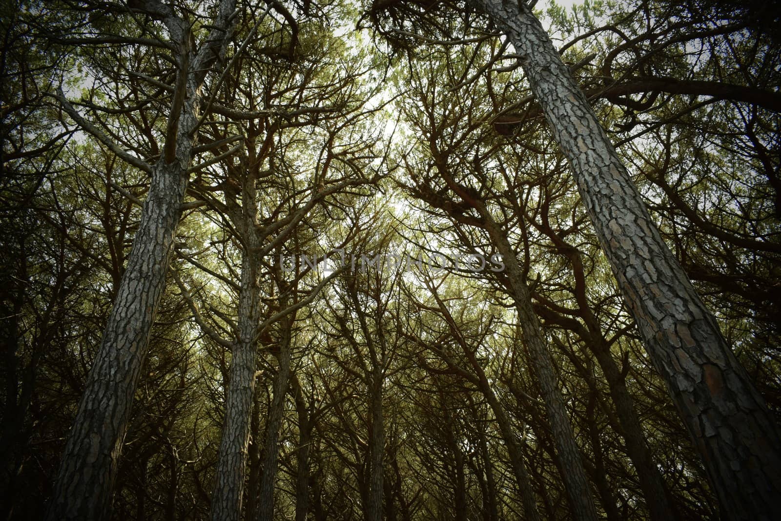 Pine trees and pinewood forest on the seaside, Beach and sea of Marina di Cecina, Maremma, Tuscany, Italy, Europe by matteobartolini