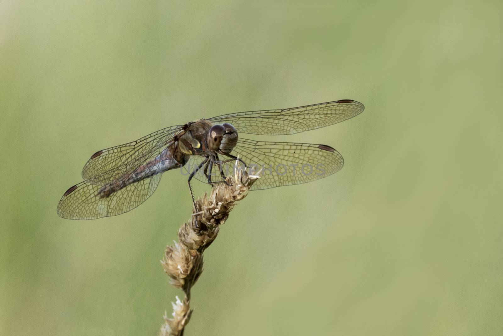 Common Darter dragonfly is one of the most abundant species in the UK and Europe