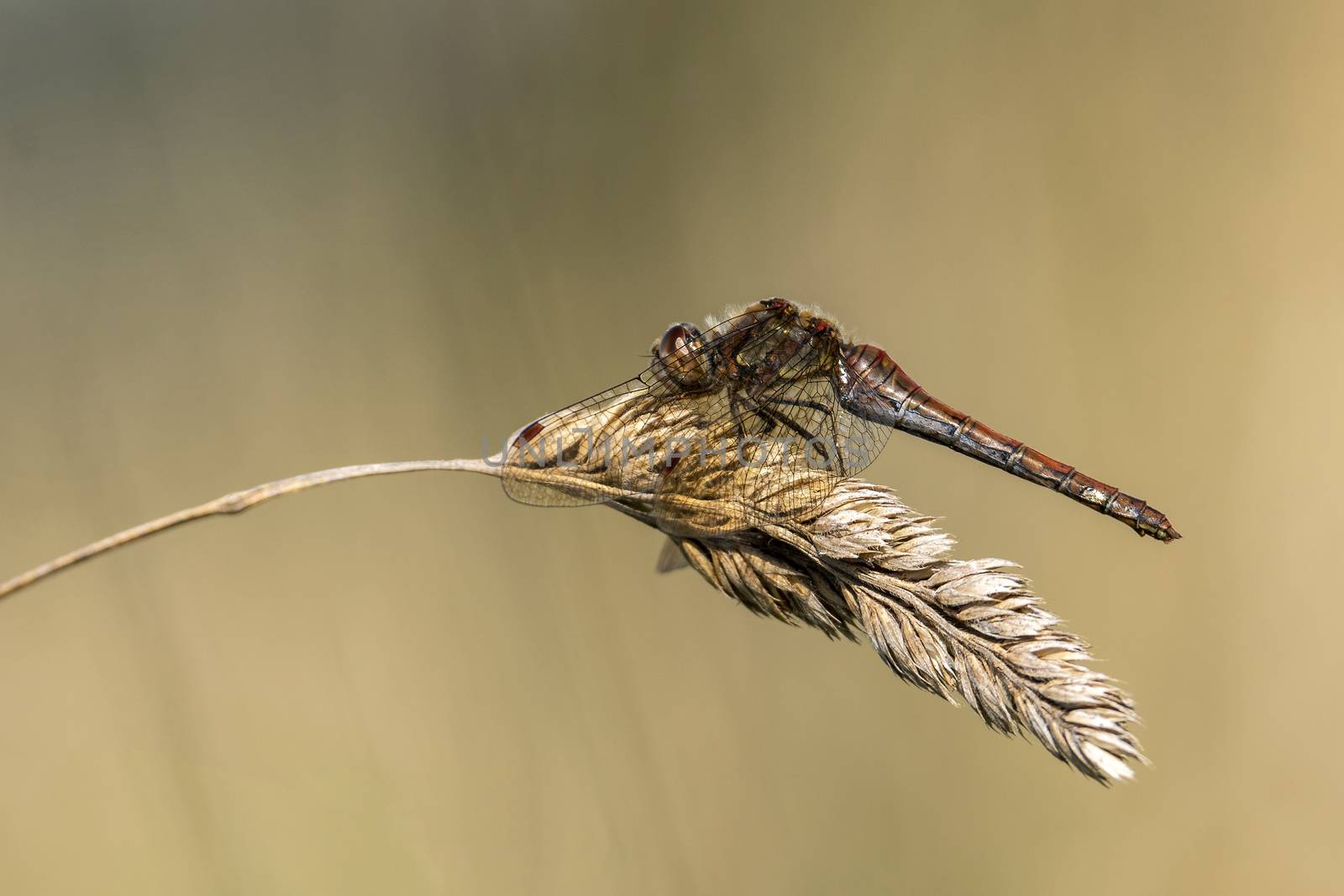 Common Darter dragonfly is one of the most abundant species in the UK and Europe