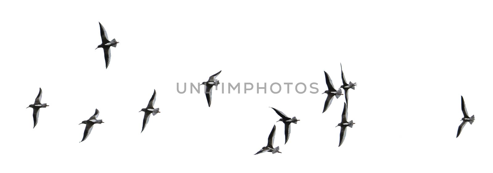 Flock of gulls cut out and isolated on a white background