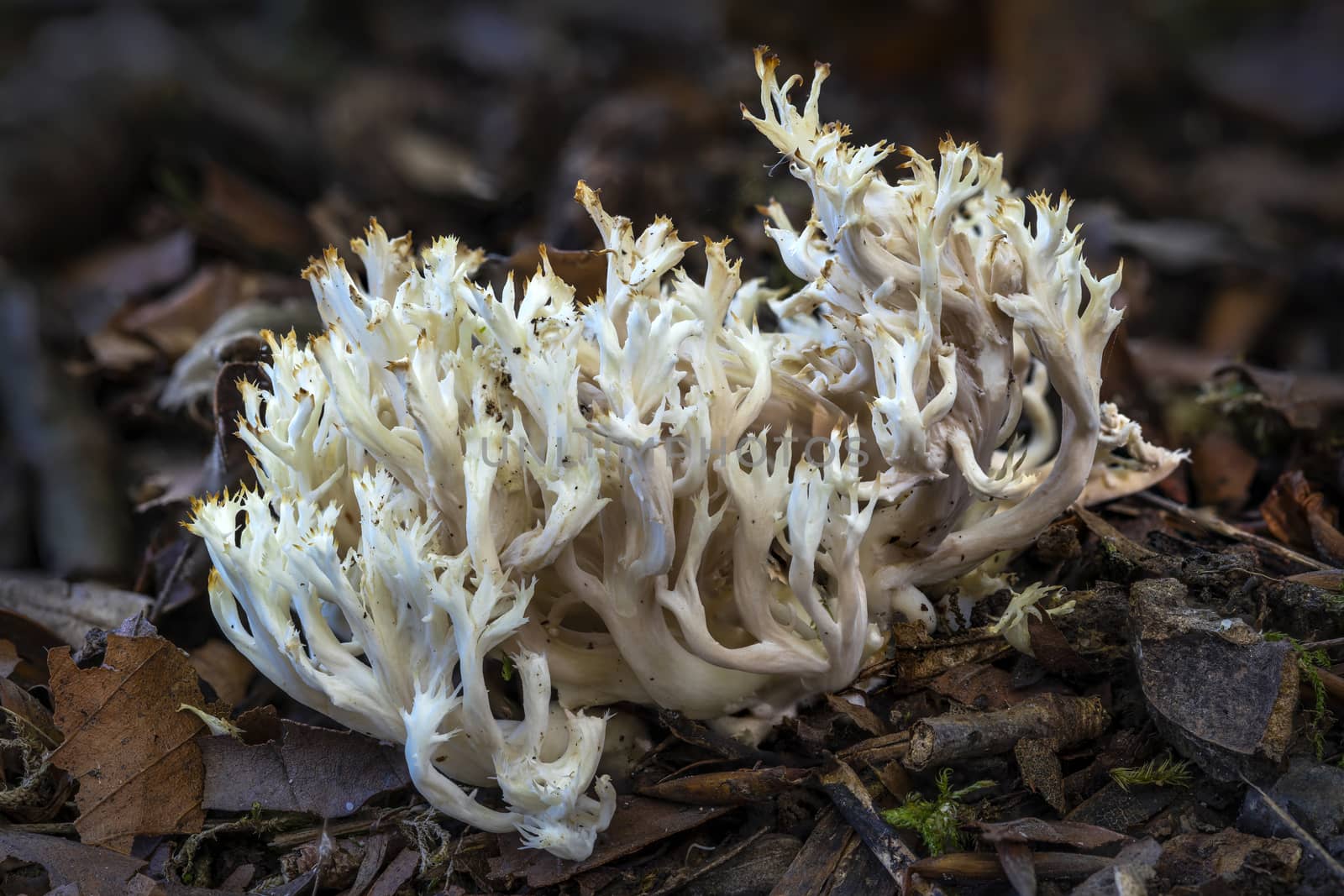 Coral fungus found in Autumn fall woodland forests