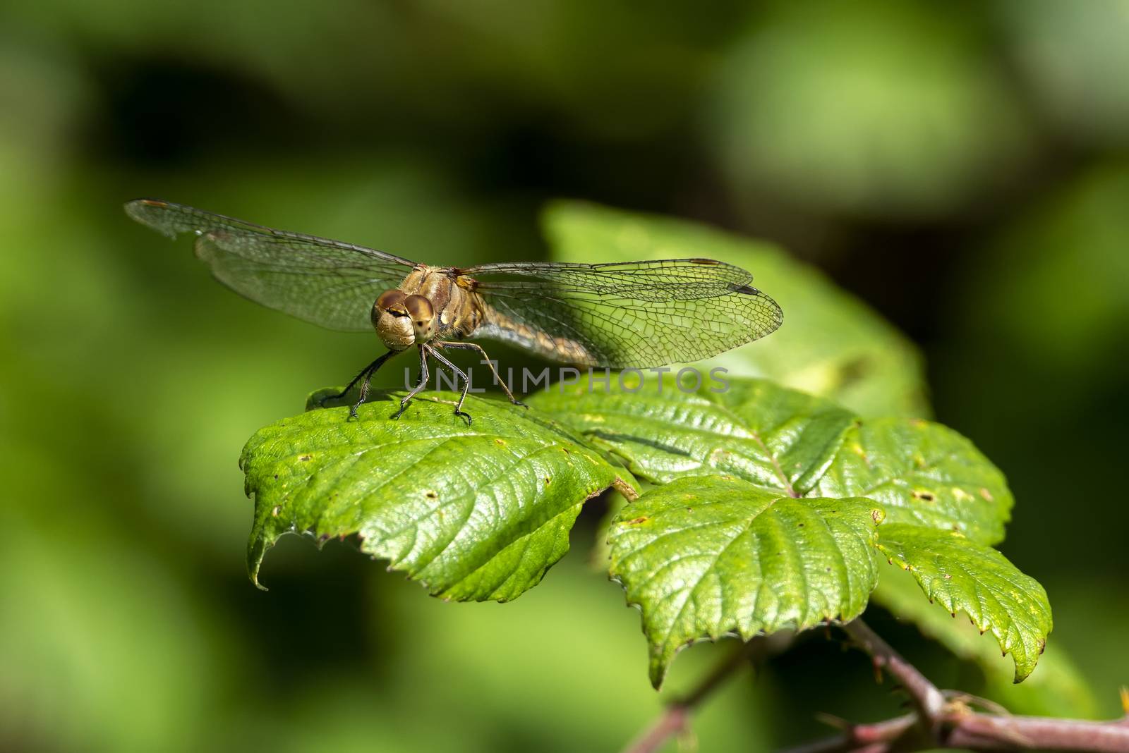 Common Darter dragonfly is one of the most abundant species in the UK and Europe