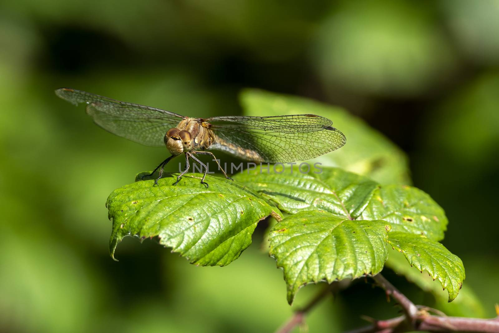 Common Darter dragonfly by ant