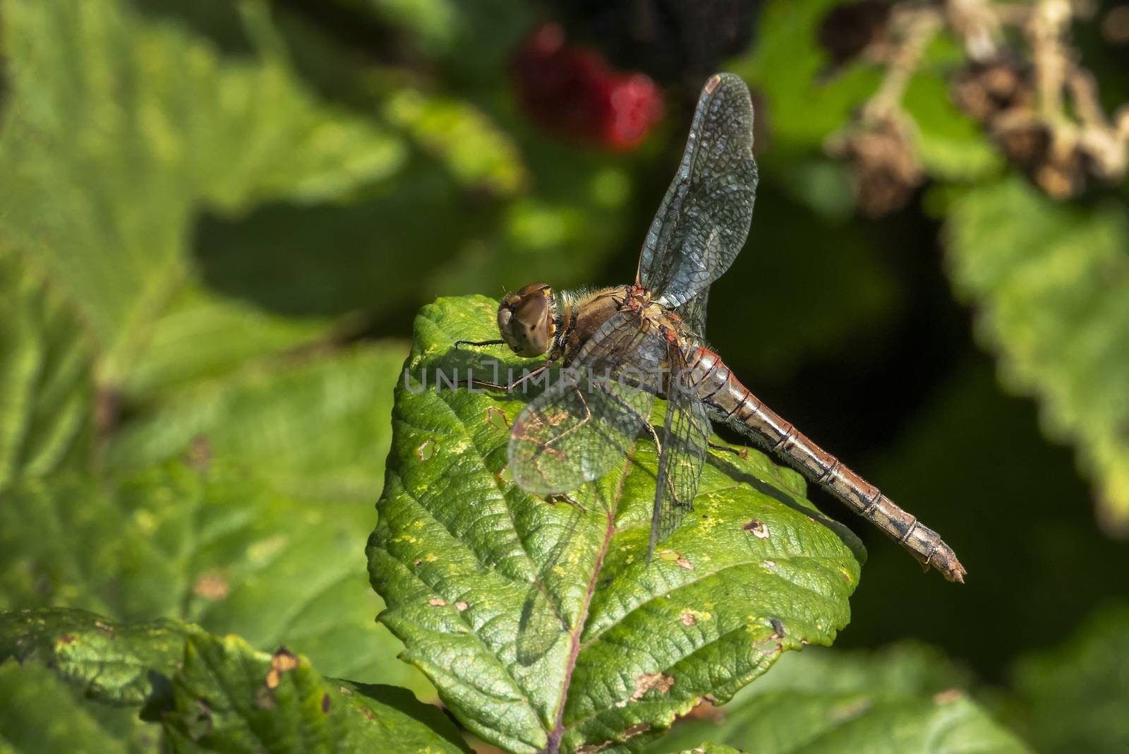 Common Darter dragonfly  by ant