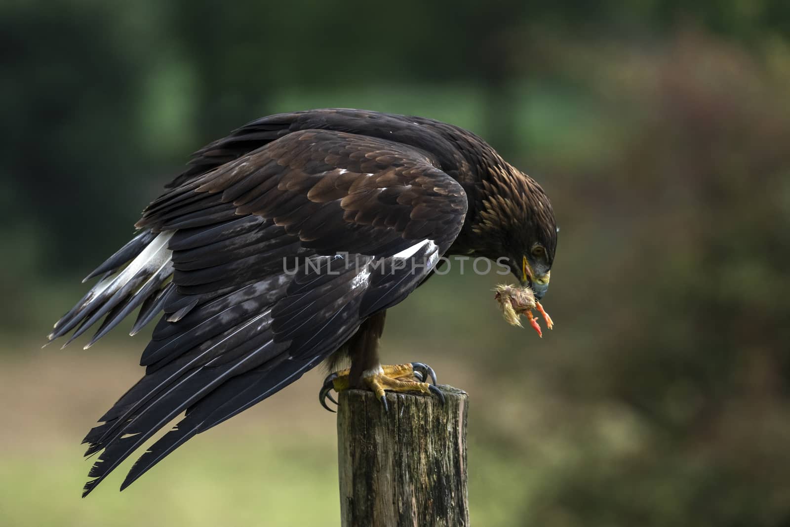 Golden Eagle (Aquila chrysaetos) perched eating eating and feeding on its prey