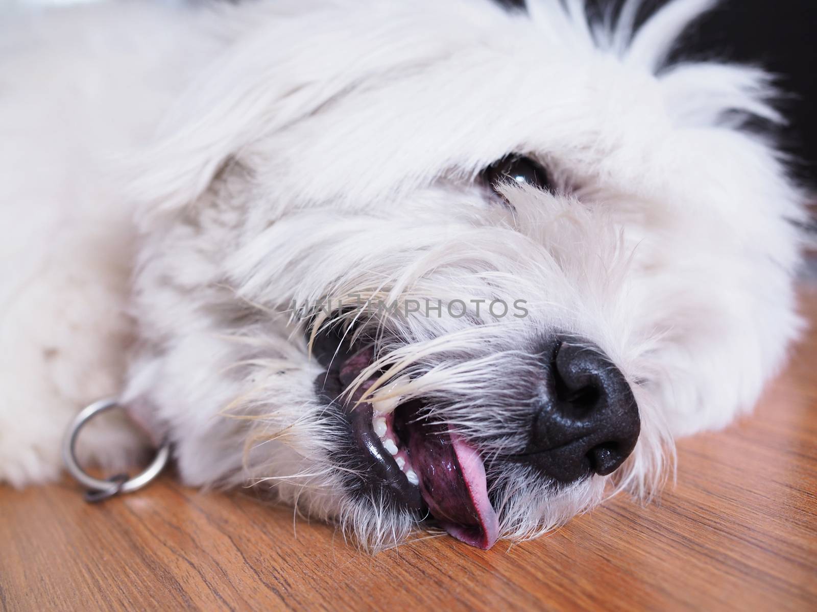 old white dog lying on a wooden floor Stick the tongue out by kittima05