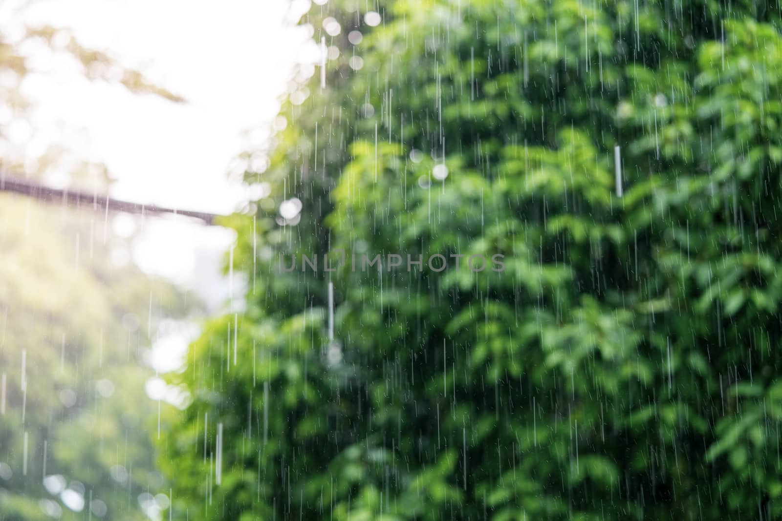 Rain in the daytime with soft focus background green trees