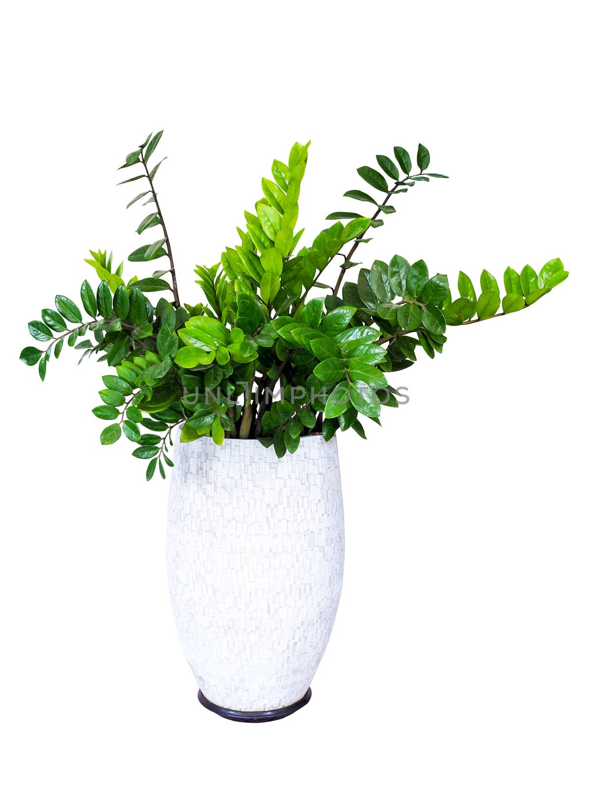 Zamioculcas zamifolia, ornamental tree houseplant in pot for home decorations, Di cut with clipping path