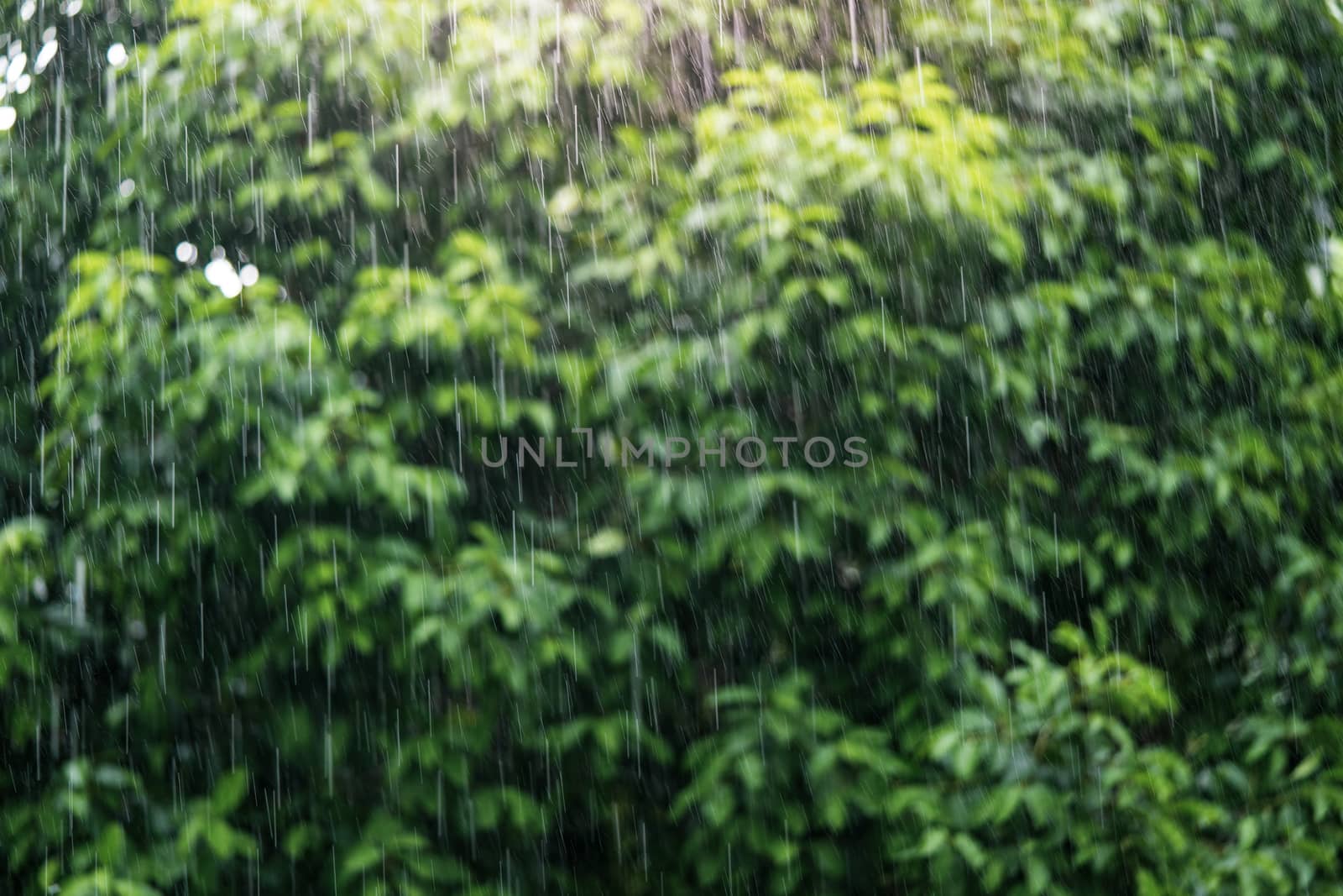 Rain in the daytime with soft focus background green trees