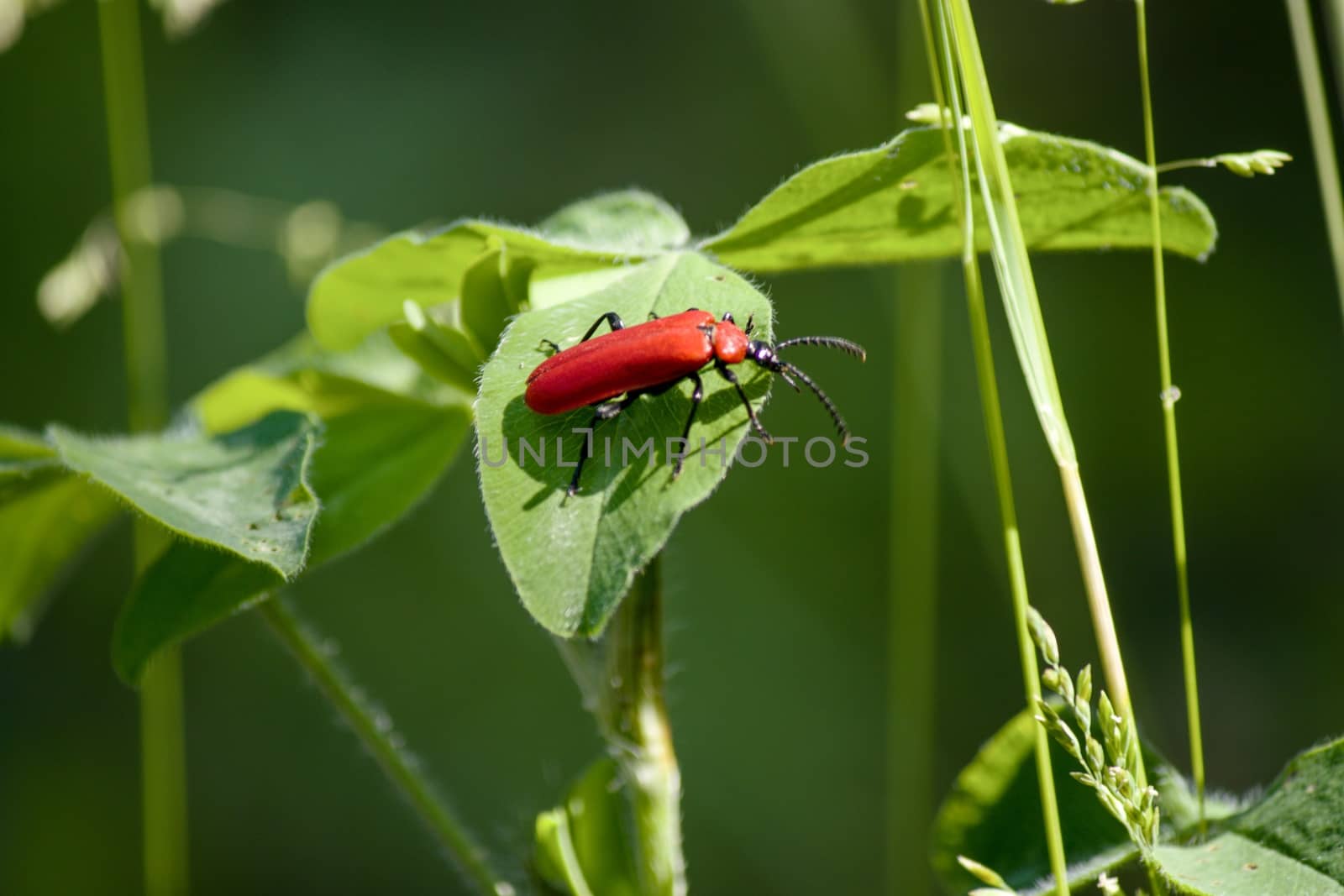 Redd bug on a leaf