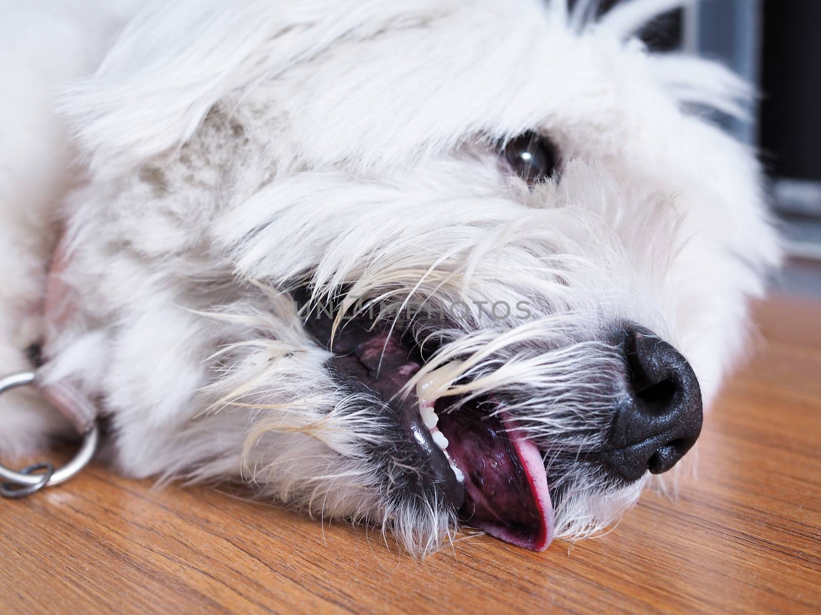 Face of The sick dog is lying on wooden floor and opens mouth from hot weather