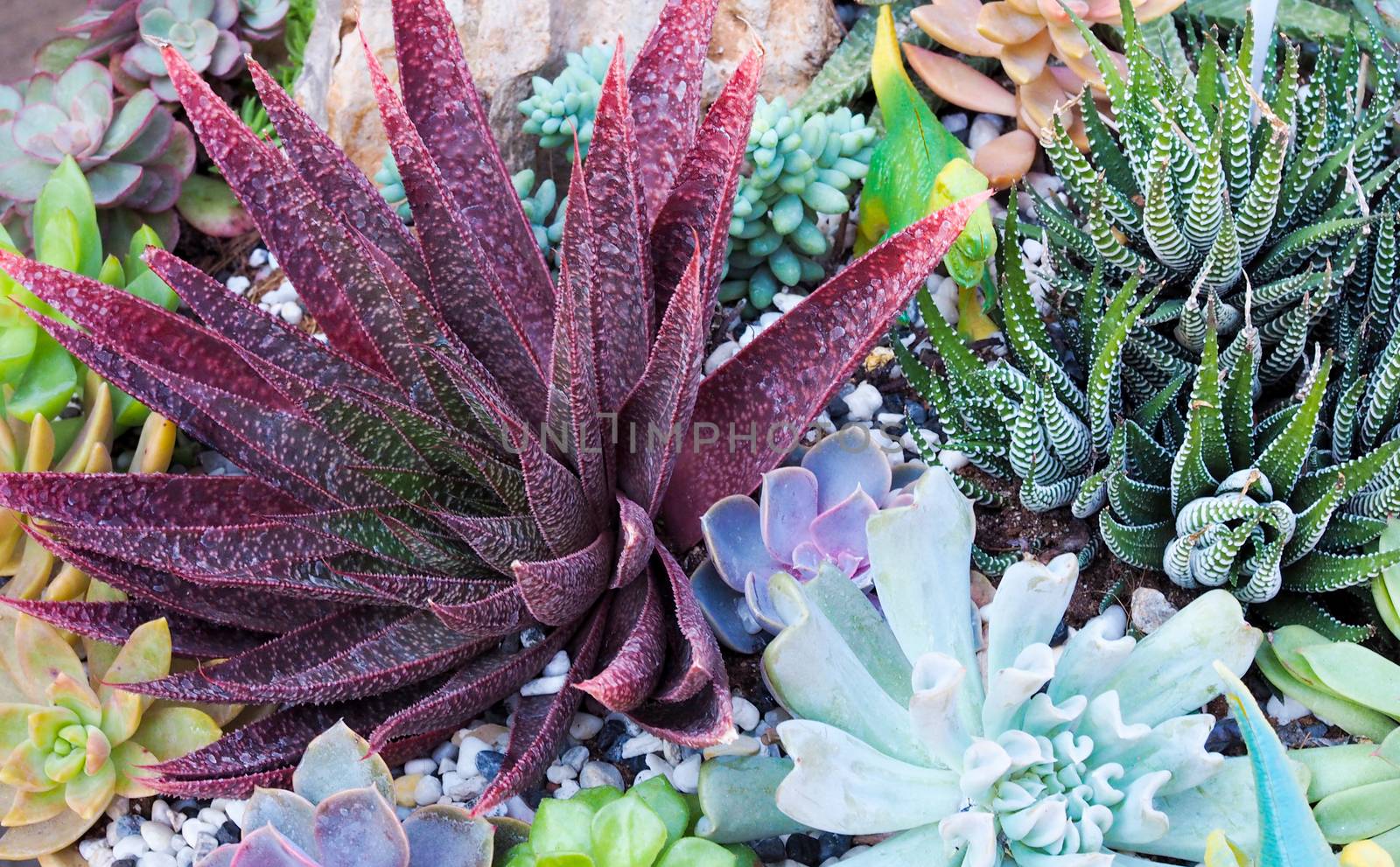 Close-up of tropical tree group with cactus and succulent plant. by kittima05