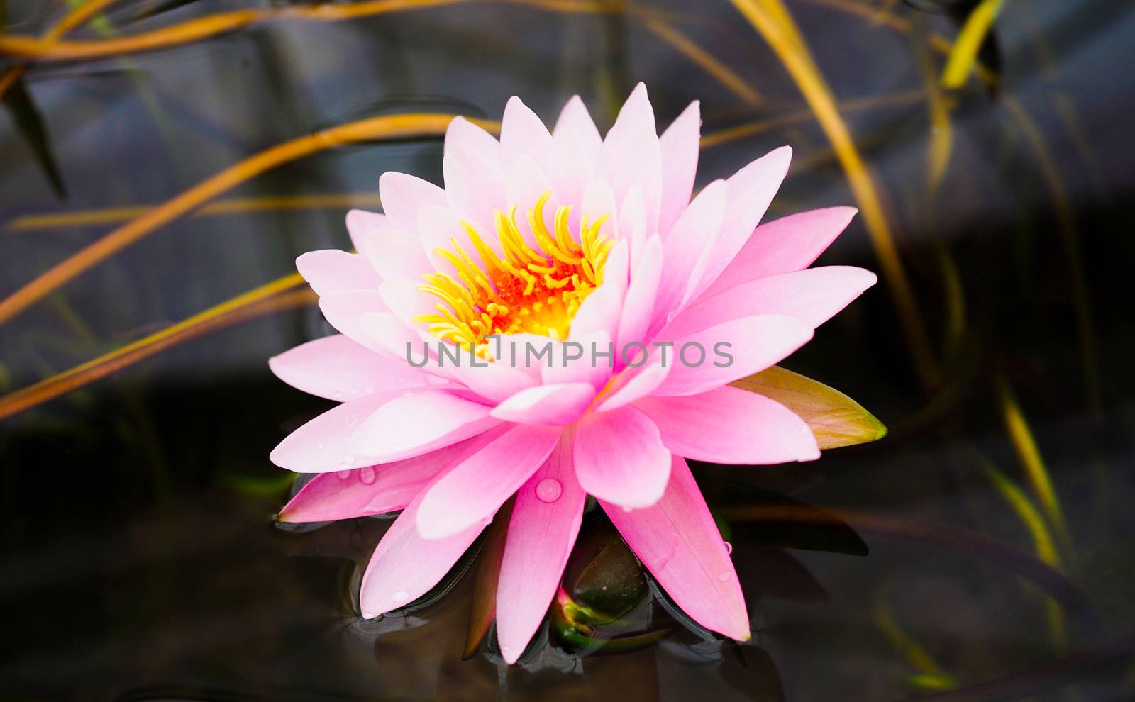 pink water lily Lotus flower is blooming beautiful in the nature.