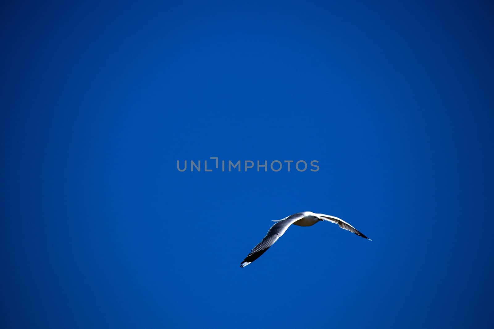 A flying seagull with blue sky