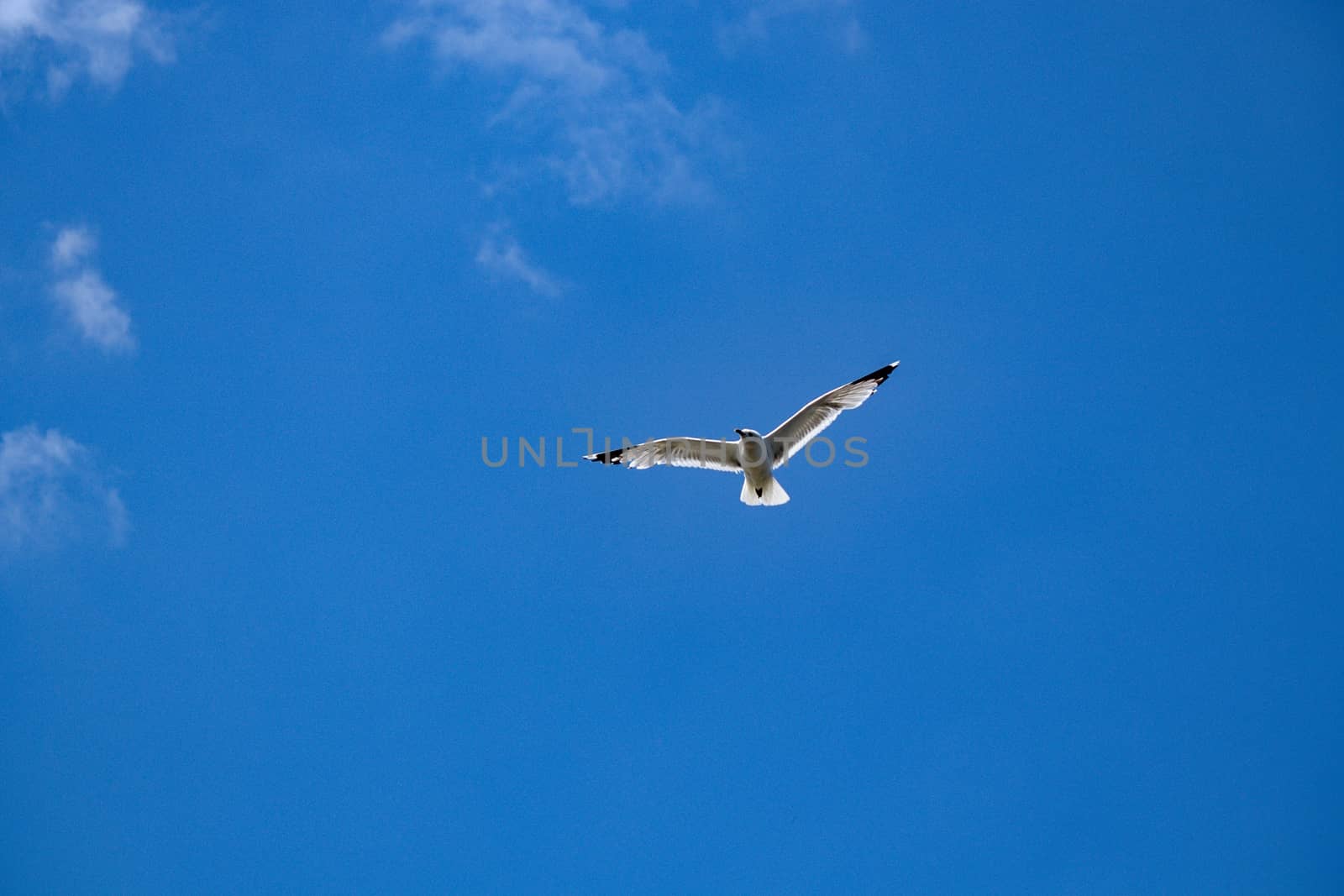 A flying seagull with blue sky