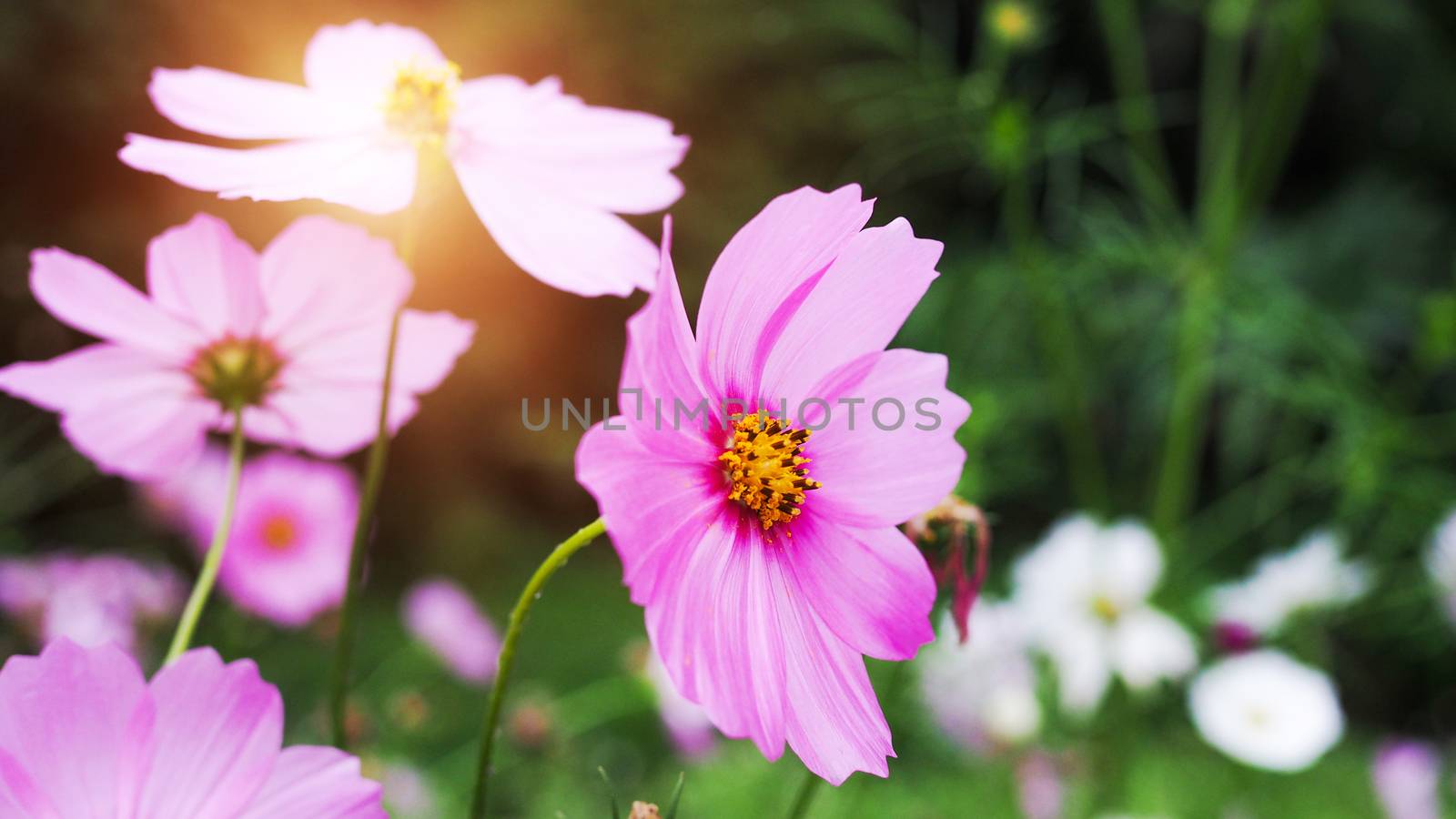 Pink flowers blooming in the garden Cosmos flowers in the park Beautiful nature background