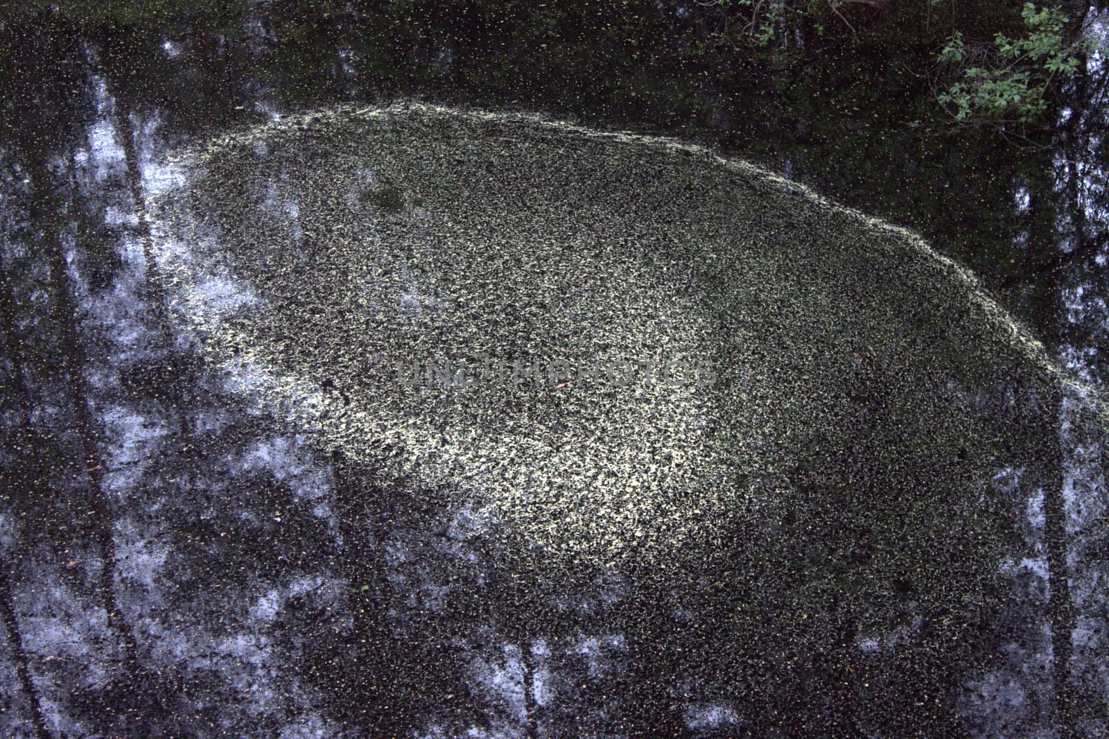 polen making sirkles in water