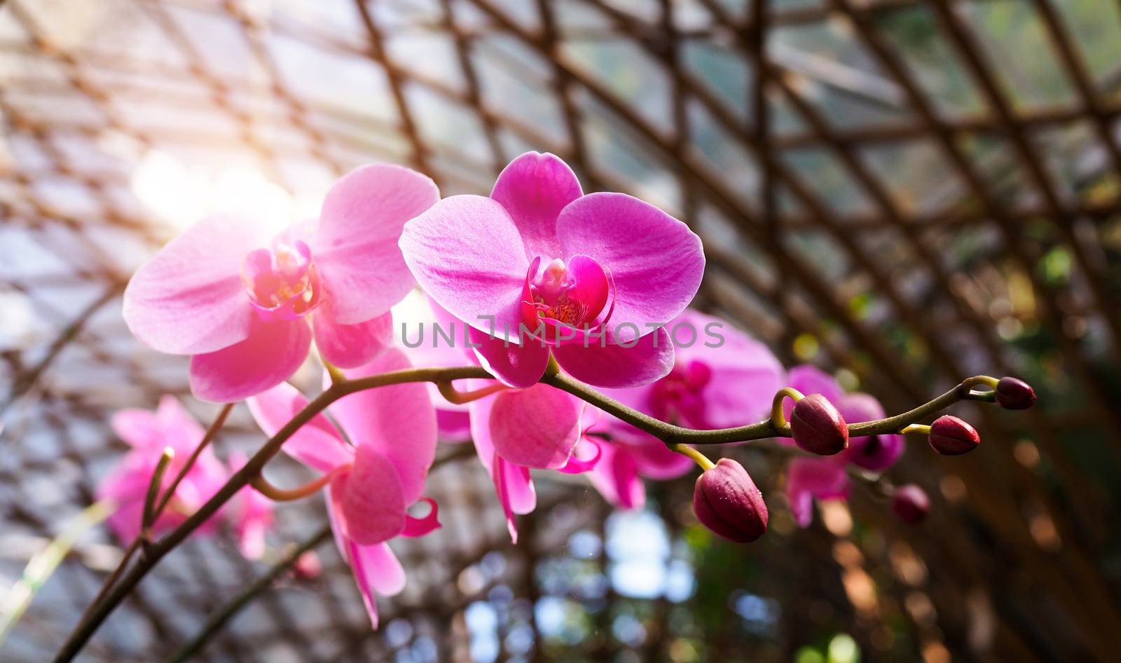 beautiful purple Phalaenopsis orchid flowers in a garden. with a roof structure made of curved bamboo is background.