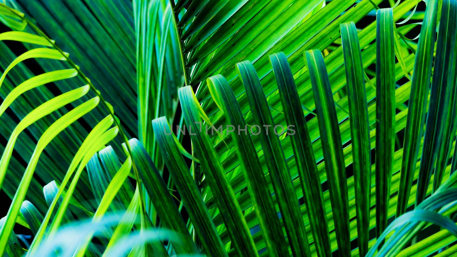 Green fresh nature background from palm leaves. wallpaper of pattern design concept.